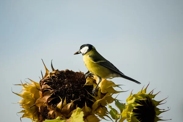 Kohlmeisenfrühstück - A great tit's breakfast