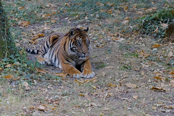 My favorite photo series from 2025: Capturing wildlife at CERZA Safari Park in Normandy, France.