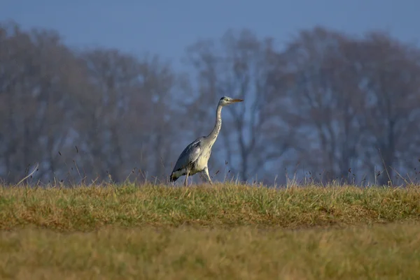 The Heron's Hunt