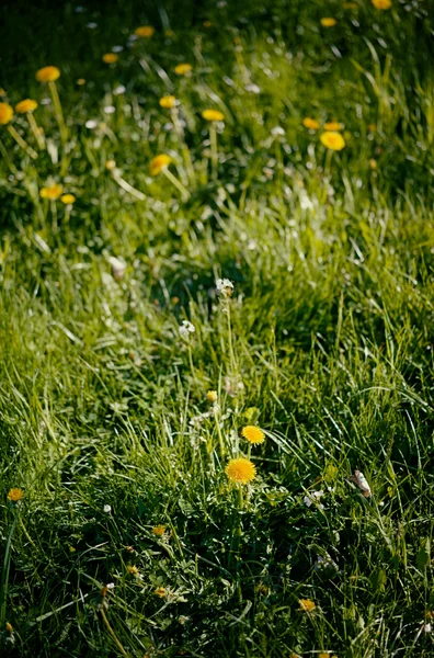 wildflower maedow